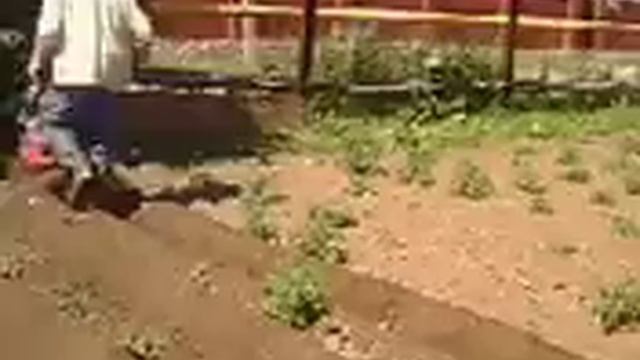 окучивание культиватором sungarden T-240s смотреть онлайн