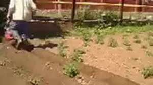 окучивание культиватором sungarden T-240s