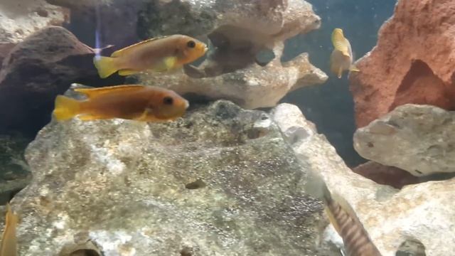 Iodotropheus sprengerae смотреть онлайн