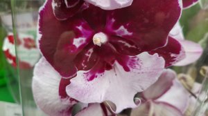 ОРХИДЕИ В ОБИ//17.01.24//