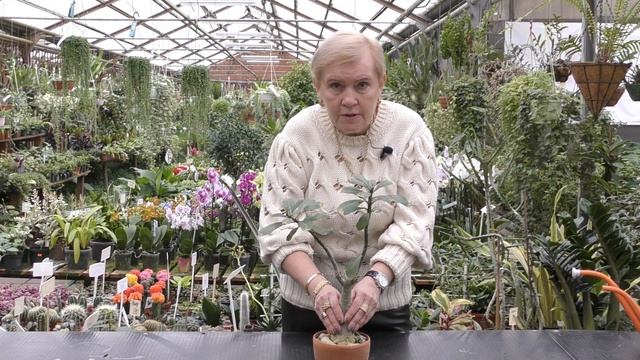 Адениум (Роза пустыни) описание,виды и уход в домашних условиях смотреть онлайн