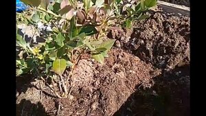 Покраснели листья у голубики. Что делать?