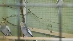 Попугай корелла, самец. Поведение - как крылья сердечком, как поют, как стучит клювом, как прыгает.