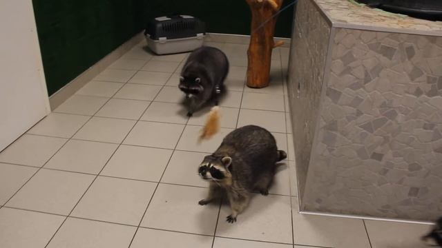 Еноты охотятся на кошачью игрушку смотреть онлайн