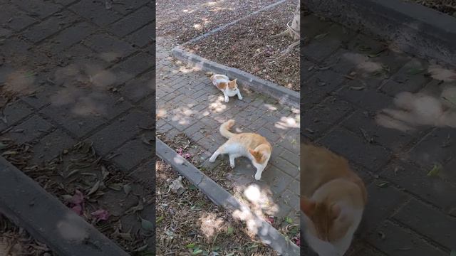 Рыжие котики отдыхают на дорожке 😸 Смешные коты 😻 Red cats relaxing in park 😹 Funny cats 🐈 Memes Pe