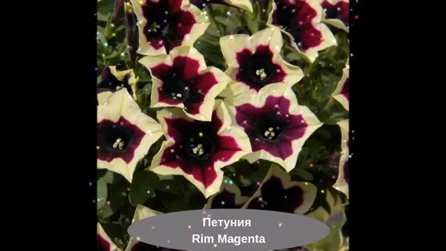 Петуния. Очень красивые сорта.