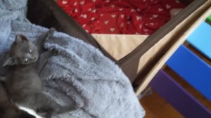 VLOG Тяжело ли иметь семь котят