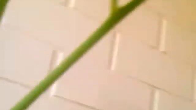 Помидоры опыление в домашних условиях.Как опылять помидоры в домашних условиях на подоконнике смотреть онлайн