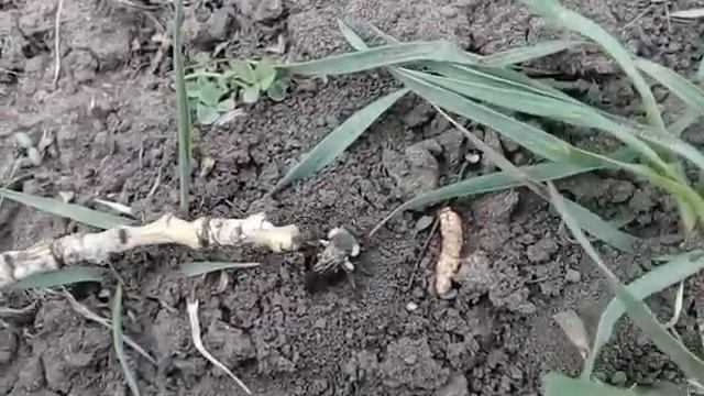 Земляные осы. Межвидовая конкуренция смотреть онлайн