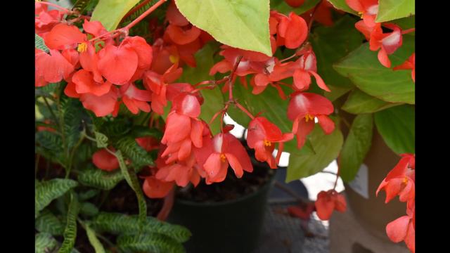 Stoned at the Nail Salon Guitar Mix смотреть онлайн