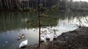 Нутриевая Ферма Тульская Область