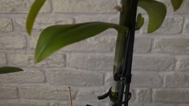 Дендробиум "Аполлон"с Чудо-Юдо деткой.Отделение и Посадка детки.Всё, что знаю о дендрах-делюсь! смотреть онлайн