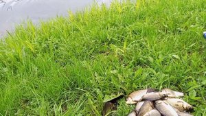 Два дня с поплавком. Зарыбление пруда.