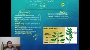 Morphology of STEM