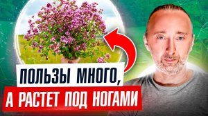 Трава долгожителей: собирайте, пока растет! Лечит нервы, память, бронхи, кожу, волосы, бессонницу.