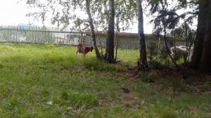 Девичье вымя и девичье молоко у козы