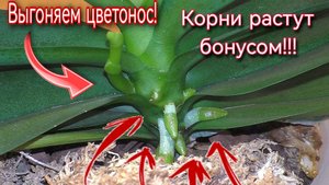 Как заставить орхидею цвести ❗️ Супер способ зацвести орхидею ?Зацветают самые упрямые + КОРНИ
