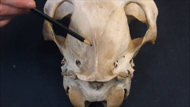 крыловидная и межтеменная кости смотреть онлайн