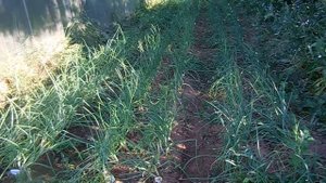 Лук шалот. Обзор сортов. Часть III