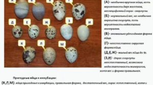 Как обеспечить семью яйцом и мясом перепелов