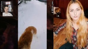 Русская псовая борзая: большущее интервью о породе