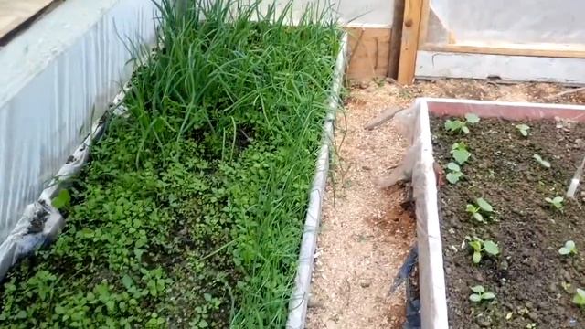 Теплица своими руками из подручных материалов за 100$ смотреть онлайн