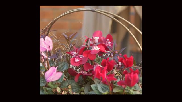 ガーデニング暮らし｜冬の花壇作り｜寒さに強く春まで楽しめる植物を選ぶ｜お知らせあり