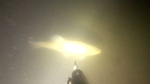 Подводная охота. Линь 2 кг, река Зуша. #ПодвОх