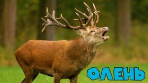 Угадай животное. Развивающее видео на логику для детей