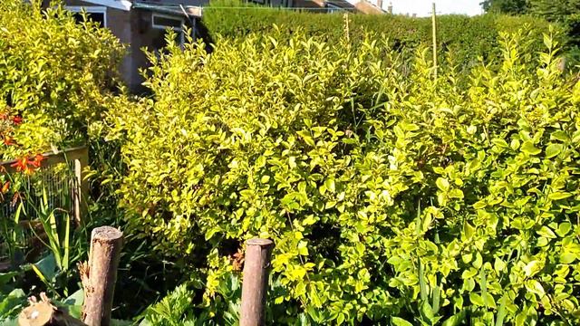 23rd July early morning in the garden смотреть онлайн