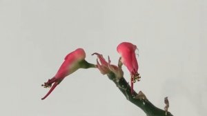 Педилантус Цветение