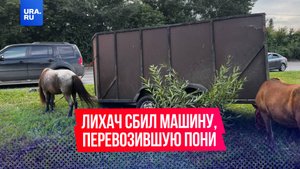 Лихач из Омска сбил машину с прицепом, в котором перевозили пони