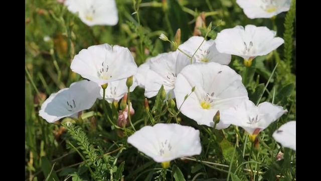 15 июня Никифор вьюн зеленый. Как избавиться от назойливого ухажера. Что нельзя делать в этот день. смотреть онлайн