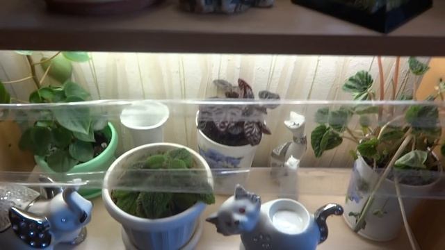 Цветы в моем доме. Комнатные растения. Пеперомии и пилеи. 1ч смотреть онлайн