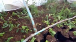 Укоренившиеся одревесневшие черенки голубики. Пересадка