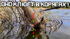 ЗАКИНУЛ в РЕЧНОЙ КОРЯЖНИК... ОНО клюёт как карась! Рыбалка на поплавок 2022