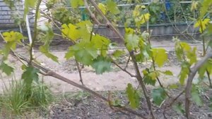 ВИНОГРАД ПРЕОБРАЖЕНИЕ КАК СФОРМИРОВАТЬ КУСТ