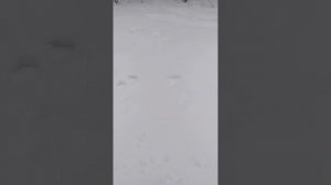 Следы рыси на снегу