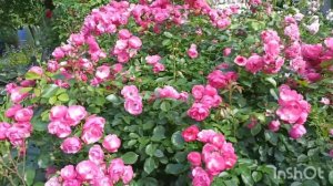 Плетистые розы и шрабы.