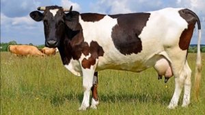 Производство Молока и молочных продуктов как бизнес идея