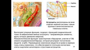01   нейроцитология и онтогенез, формирование мозга  Мозг как он устроен и работает