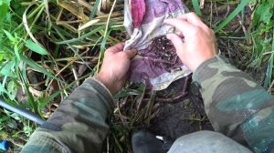 ЧЕРВЬ С ЗАПАХОМ ЧЕСНОКА. ЛУЧШАЯ НАСАДКА НА КАРАСЯ. Рыбалка на карася. Карась. #Shorts