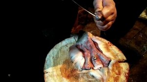 Охота на оленя в горах прибайкалья