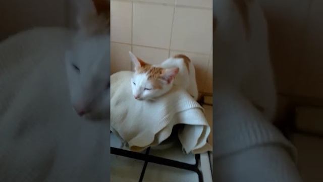 Котик простудился