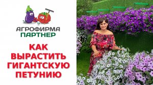 Как вырастить гигантскую петунию?