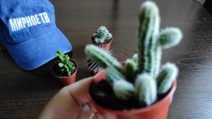 Кактусы из магазина Магнит.