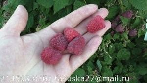 0435D3 супер ранний сорт малины