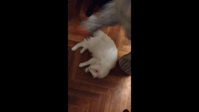 Кот мой провод жрёт смотреть онлайн