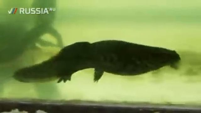 Регенерация конечностей человека