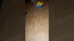 у котят рвота и панос.??????????